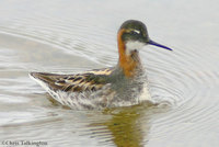 Red-necked Phalarope