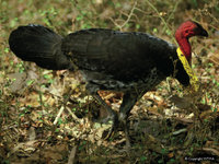 Bush Turkey