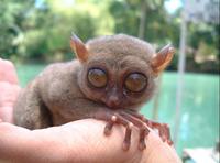 Tarsier