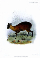 pudua mephistophiles