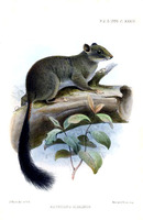 Joseph Smit Aethurus slirinus