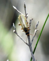 Metacantharis clypeata