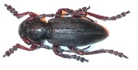 Dorcadion axillare