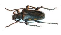 Brachyta interrogationis interrogationis var. biquadrisignata