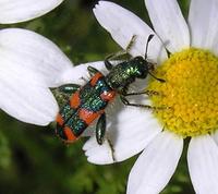 Trichodes nobilis