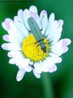 Oedemera virescens