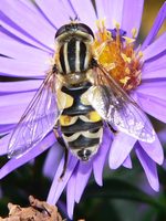 Helophilus pendulus