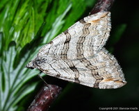 Aplocera plagiata - Treble-bar