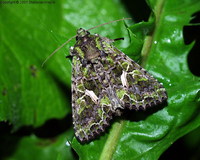 Trachea atriplicis - Orache Moth