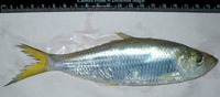 Ilisha megaloptera, Bigeye ilisha: fisheries