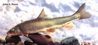 Catostomus bernardini, Yaqui sucker: