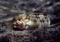 Scartella cristata, Molly miller: aquarium