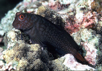 Cirripectes imitator, Imitator blenny: