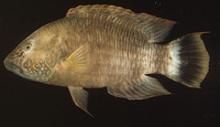 Cheilinus trilobatus, Tripletail wrasse: fisheries, aquarium