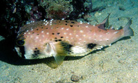 Lophodiodon calori, Four-bar porcupinefish: