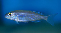 Lestradea perspicax, : aquarium