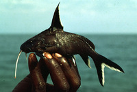 Synodontis granulosus, :