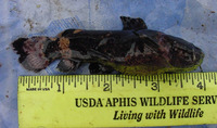 Batrochoglanis raninus, : aquarium
