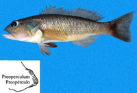 Diplectrum eumelum, Orange-spotted sand perch: