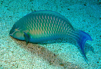 Scarus collana, Red Sea parrotfish: fisheries