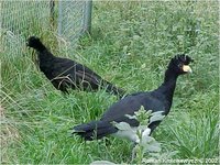 Great Curassow, Crax rubra