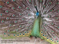 Green Peafowl Pavo muticus imperator