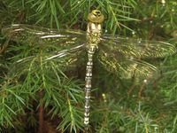 Aeshna cyanea - Southern Hawker Dragonfly