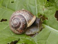 Arianta arbustorum - Copse Snail