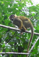 Image of: Saimiri boliviensis (Bolivian squirrel monkey)