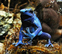Image of: Dendrobates azureus (blue poison frog)