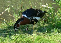 Branta ruficollis - Red-breasted Goose