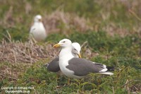 Larus fuscus - Lesser Black-backed Gull