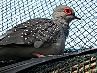 Geopelia cuneata - Diamond Dove