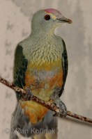 Ptilinopus regina - Rose-crowned Fruit-Dove