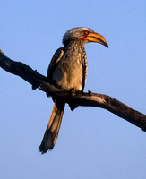 Tockus leucomelas - Southern Yellow-billed Hornbill