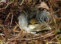 Phylloscopus trochilus - Willow Warbler