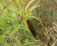 Image of: Pyrrharctia isabella (banded woollybear)