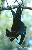 Pteropus vampyrus - Large Flying Fox