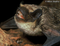 Vespertilio murinus - Parti-coloured Bat