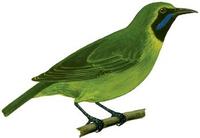 Image of: Chloropsis cyanopogon (lesser green leafbird)