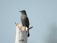 Image of: Dumetella carolinensis (gray catbird)