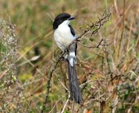 Image of: Lanius cabanisi (long-tailed fiscal)