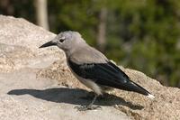 Image of: Nucifraga columbiana (Clark's nutcracker)