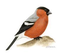 Image of: Pyrrhula pyrrhula (Eurasian bullfinch)