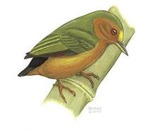 Image of: Sasia abnormis (rufous piculet)