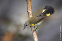 Image of: Setophaga ruticilla (American redstart)