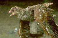 Image of: Steatornis caripensis (oilbird)