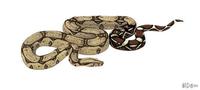 Image of: Boa constrictor (boa constrictor)