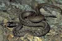 Image of: Storeria dekayi (Dekay's brown snake)