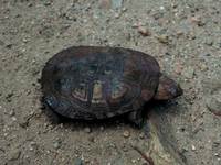 Pelomedusa subrufa subrufa - Helmeted Turtle